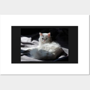 White Cat on Grey Blanket Posters and Art